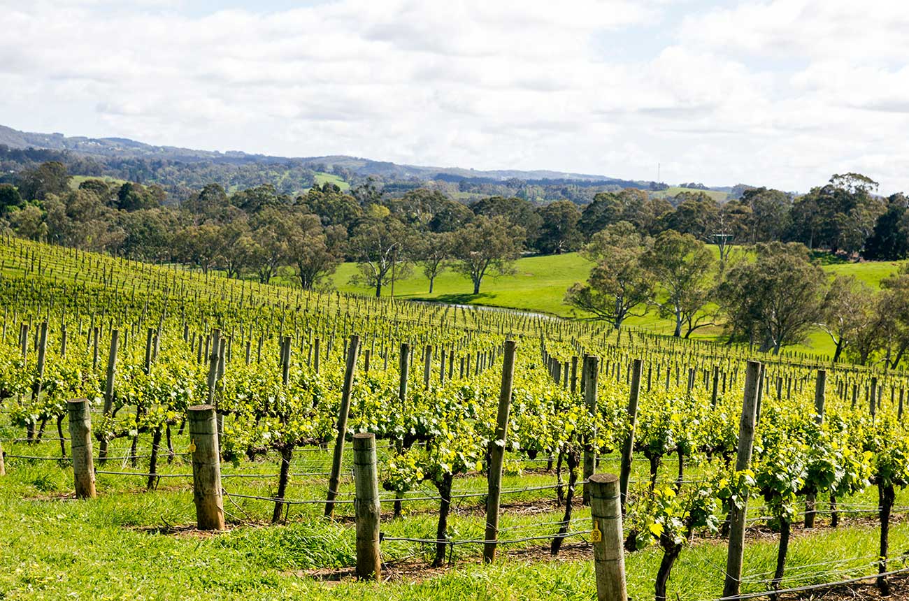 Australian winery turning smoke tainted grapes into spirits