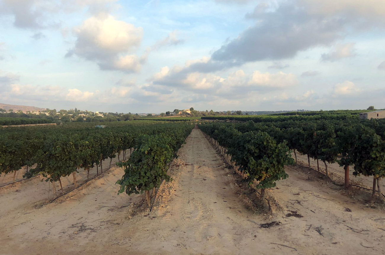 Resolution in Valencian wine region border conflict