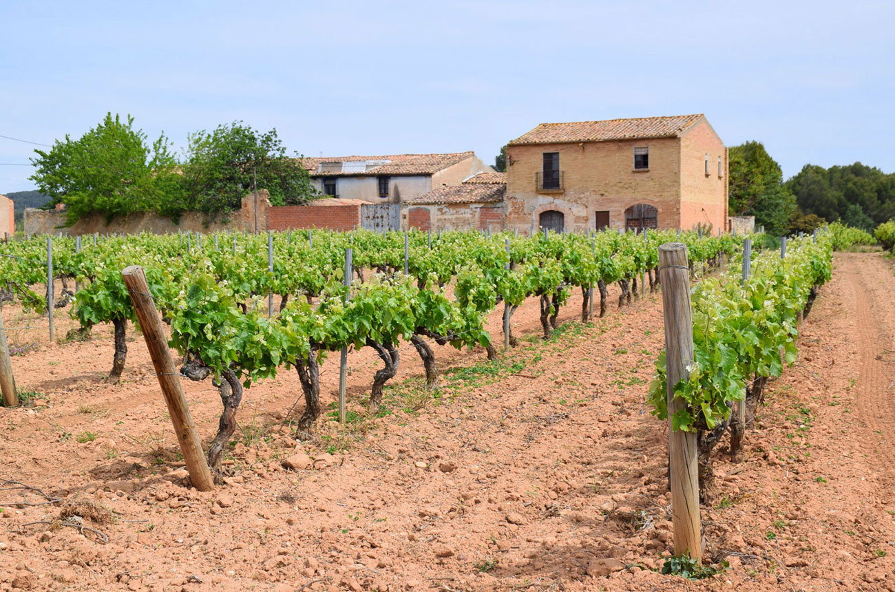 DO Penedès: new rules and aiming for Spanish wine's top-tier