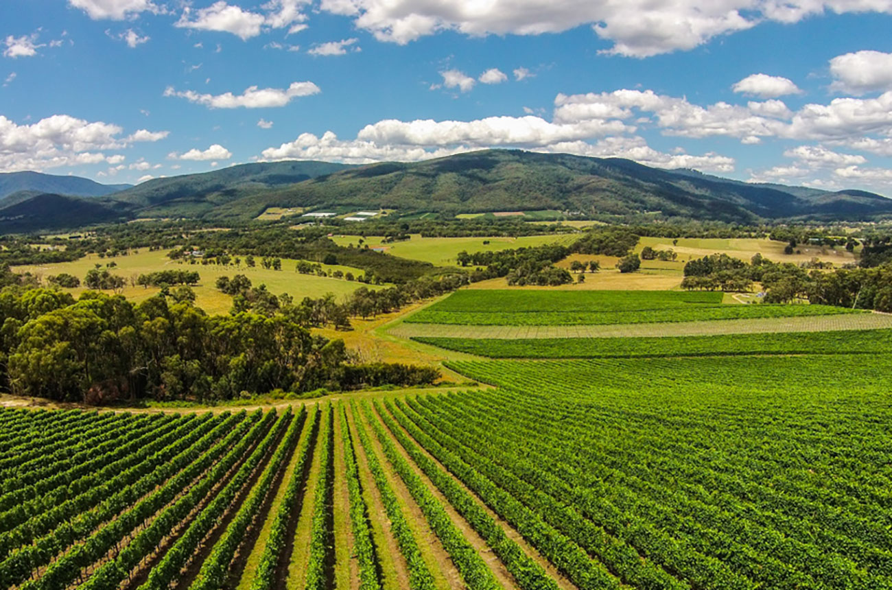 Top Australian winery Giant Steps gets new head winemaker